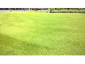 Thiết kế Cung cấp thi công cỏ green putting Paspalum