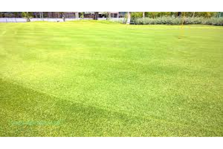 Thiết kế Cung cấp thi công cỏ green putting Paspalum