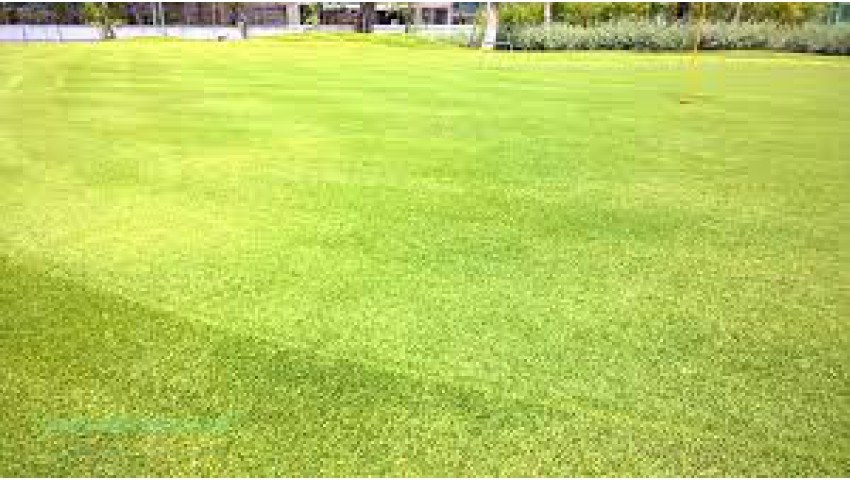 Thiết kế Cung cấp thi công cỏ green putting Paspalum