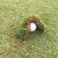 Kinh nghiệm xử lý bóng nằm dưới vết divot cho golfer