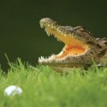 Luật golf khi gặp động vật nguy hiểm golfer nên biết