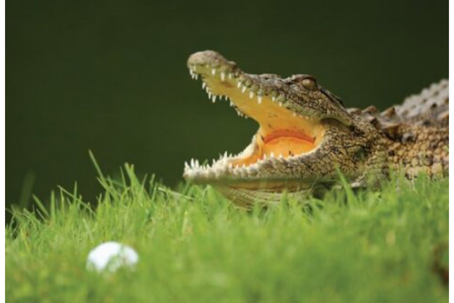 Luật golf khi gặp động vật nguy hiểm golfer nên biết